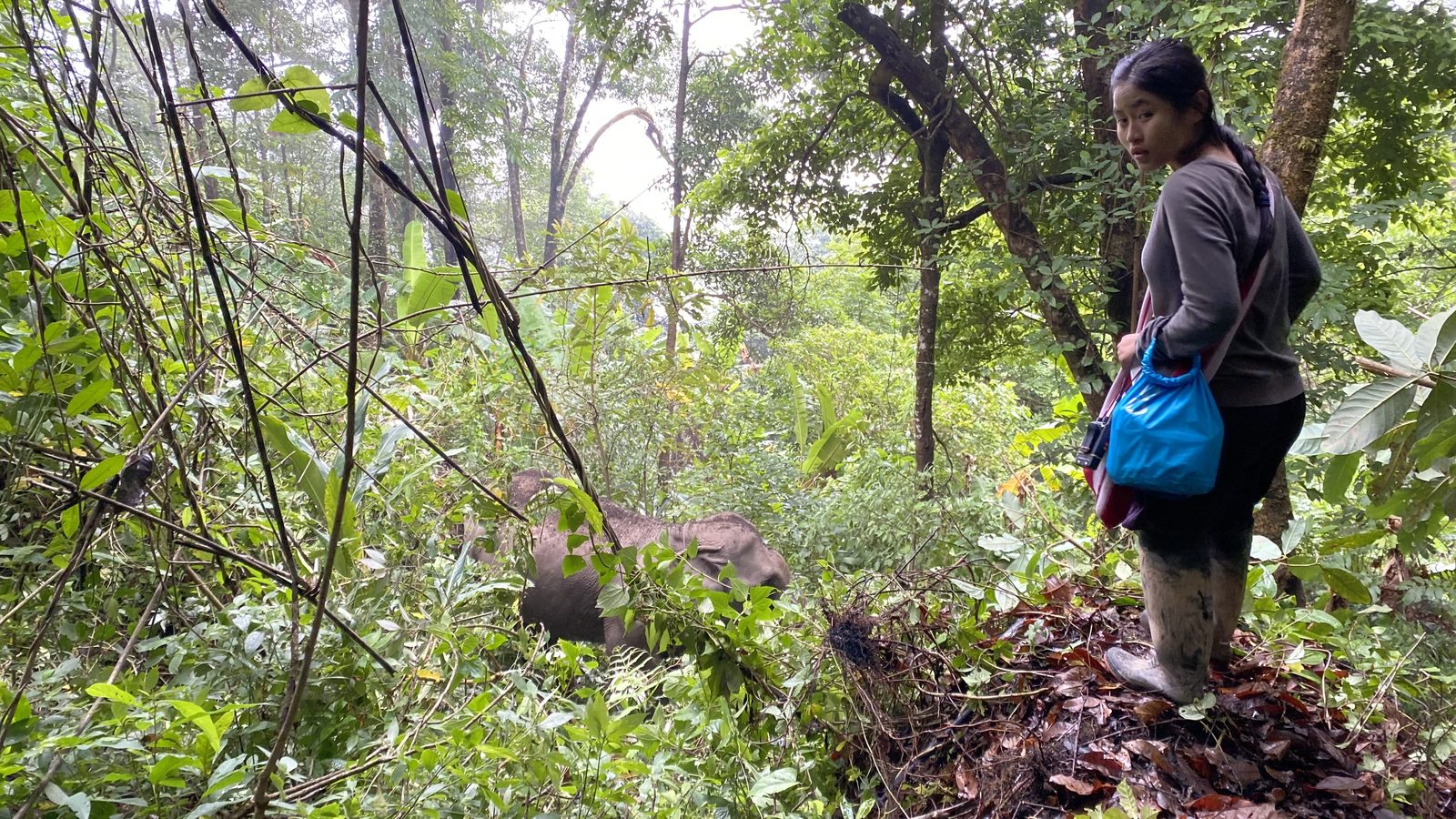 An elephant encounter in the forest